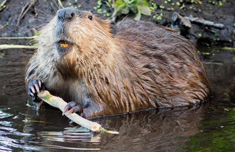 【勤劳的动物】什么动物最勤劳:动物界最勤劳10大生物 【勤劳的动物】什么动物最勤劳:动物界最勤劳10大生物