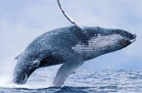 【勤劳的动物】什么动物最勤劳:动物界最勤劳10大生物 【勤劳的动物】什么动物最勤劳:动物界最勤劳10大生物