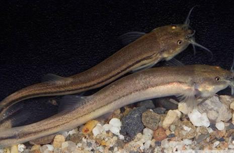 【勤劳的动物】什么动物最勤劳：动物界最勤劳10大生物