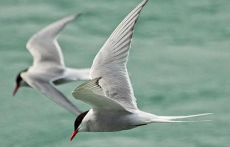 【勤劳的动物】什么动物最勤劳：动物界最勤劳10大生物
