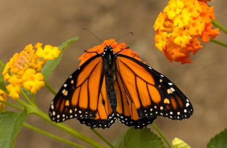 【勤劳的动物】什么动物最勤劳：动物界最勤劳10大生物