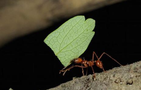 【勤劳的动物】什么动物最勤劳：动物界最勤劳10大生物