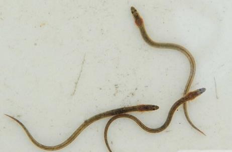 【勤劳的动物】什么动物最勤劳：动物界最勤劳10大生物