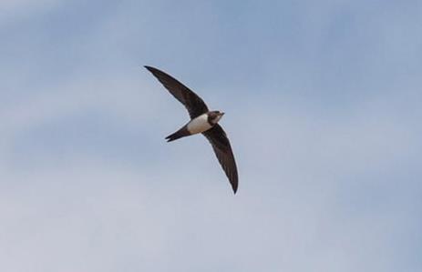 【勤劳的动物】什么动物最勤劳：动物界最勤劳10大生物