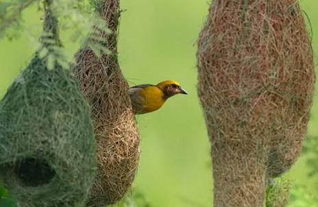 【勤劳的动物】什么动物最勤劳：动物界最勤劳10大生物