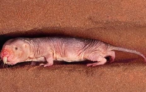 【勤劳的动物】什么动物最勤劳：动物界最勤劳10大生物