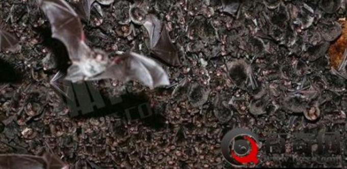 男子山洞探险打开手电瞬间吓尿（图）