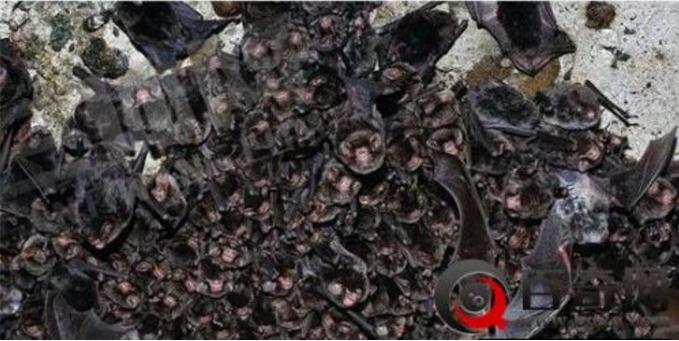 男子山洞探险打开手电瞬间吓尿（图）