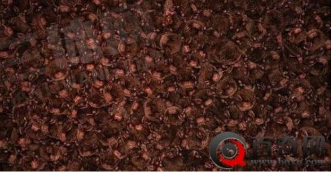 男子山洞探险打开手电瞬间吓尿（图）