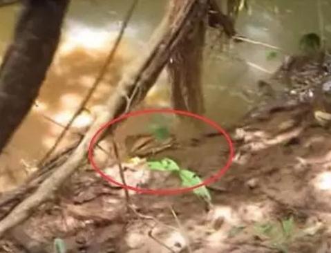 清理水面落叶,突然冲出这货!（图）