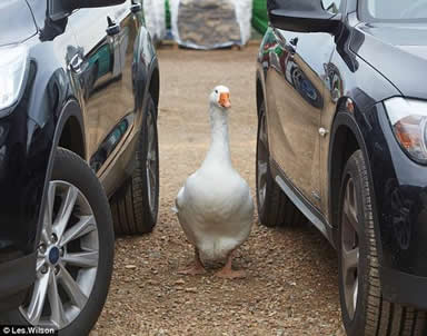 失去同伴的大白鹅,在自己的影子前久久不肯离开
