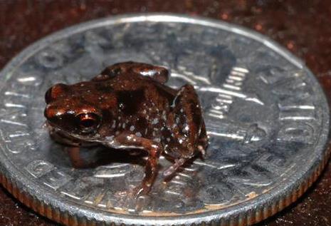 世界上最小的动物：盘点最小的十种动物