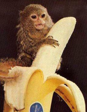 世界上最小的动物：盘点最小的十种动物