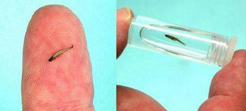 世界上最小的动物：盘点最小的十种动物