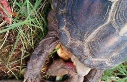 河边发现龟蛇大战 结局出乎意料（图）