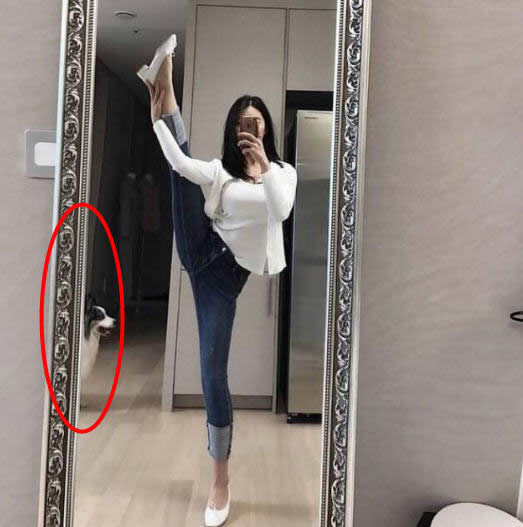 妹子，你这样对着镜子劈叉，把旁边的狗狗都吸引来了