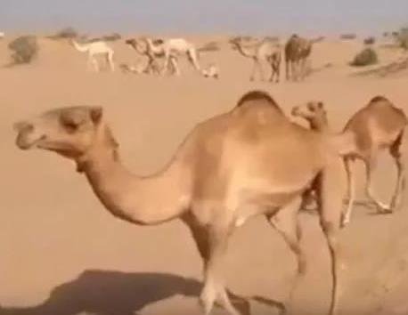 沙漠中倒下水接下来现惊奇一幕(组图) 沙漠中倒下水接下来现惊奇一幕(组图)