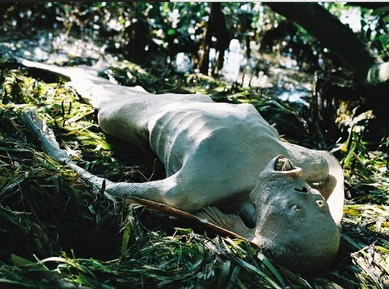 世界上有美人鱼吗:世界上存在美人鱼 世界上有美人鱼吗:世界上存在美人鱼