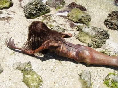 世界上有美人鱼吗:世界上存在美人鱼 世界上有美人鱼吗:世界上存在美人鱼