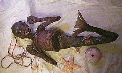 美人鱼存在的证据图片:关于美人鱼存在的历史证据 美人鱼存在的证据图片:关于美人鱼存在的历史证据