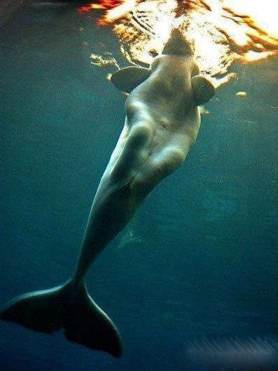 美人鱼存在的证据图片:关于美人鱼存在的历史证据 美人鱼存在的证据图片:关于美人鱼存在的历史证据