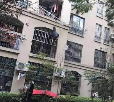 九旬老人倒挂三楼 邻居干这事（组图）