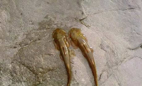 世界稀有动物：世界十大最珍稀野生动物排行