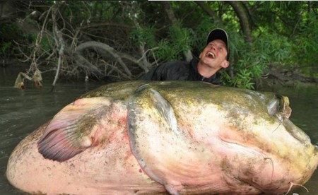 世界上最大的鱼世界上最大的鱼是什么鱼