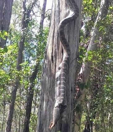 农民野外看见这东西拔腿就跑（图）