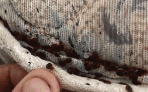 女子浑身瘙痒难忍 掀床单惊呆! 女子浑身瘙痒难忍 掀床单惊呆!