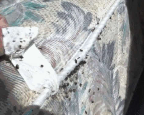 女子浑身瘙痒难忍 掀床单惊呆! 女子浑身瘙痒难忍 掀床单惊呆!