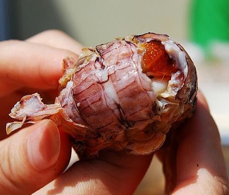 皮皮虾怎么剥：4个方法教你皮皮虾怎么剥