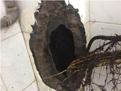 上厕所感觉不对敲开墙壁吓坏了（组图）