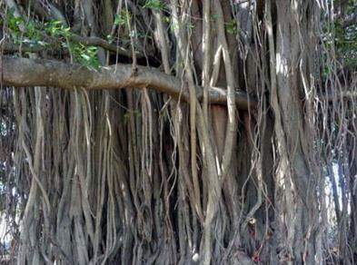 上厕所感觉不对敲开墙壁吓坏了（组图）