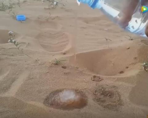 沙漠中倒下水接下来现惊奇一幕（组图）