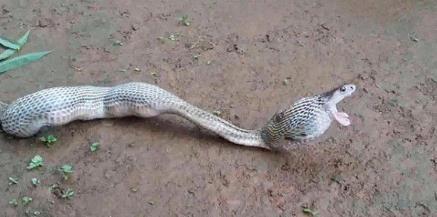 眼镜蛇吞下6个鸡蛋又一一吐出来(组图) 眼镜蛇吞下6个鸡蛋又一一吐出来(组图)