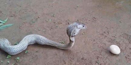 眼镜蛇吞下6个鸡蛋又一一吐出来(组图) 眼镜蛇吞下6个鸡蛋又一一吐出来(组图)