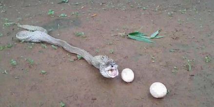 眼镜蛇吞下6个鸡蛋又一一吐出来(组图) 眼镜蛇吞下6个鸡蛋又一一吐出来(组图)