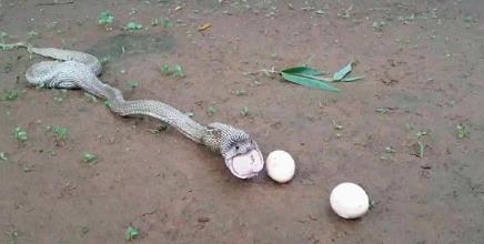 眼镜蛇吞下6个鸡蛋又一一吐出来(组图) 眼镜蛇吞下6个鸡蛋又一一吐出来(组图)