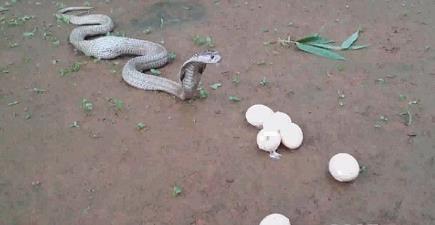 眼镜蛇吞下6个鸡蛋又一一吐出来(组图) 眼镜蛇吞下6个鸡蛋又一一吐出来(组图)