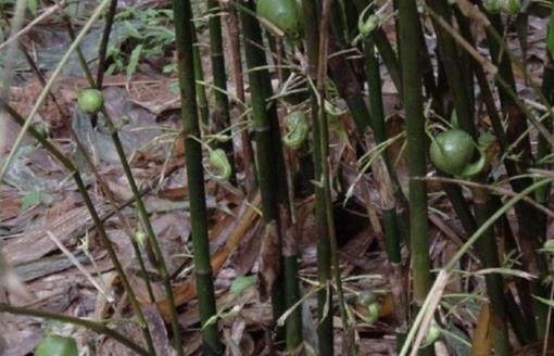 竹子开花结果被称作“不祥之兆”(图) 竹子开花结果被称作“不祥之兆”(图)