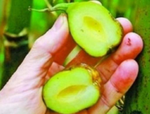 竹子开花结果被称作“不祥之兆”(图) 竹子开花结果被称作“不祥之兆”(图)