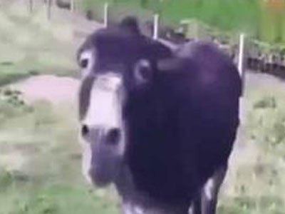 男子喂驴辣椒驴表情亮了（组图）