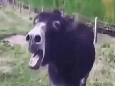 男子喂驴辣椒驴表情亮了（组图）