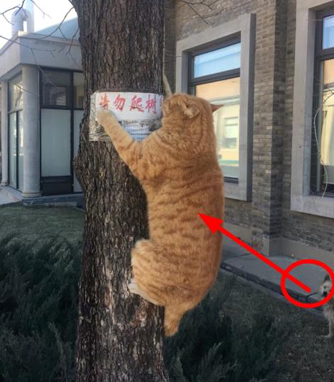狗：没看见请勿爬树吗？你赶紧下来！