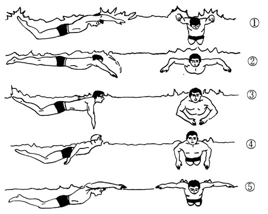 蛙泳的动作要领图解:蛙泳技巧图解教学