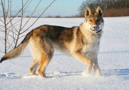 世界上最贵的狗：十大世界上最贵的狗排名（图）