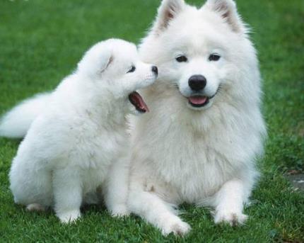 世界上最贵的狗：十大世界上最贵的狗排名（图）