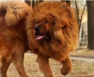 世界上最贵的狗：十大世界上最贵的狗排名（图）