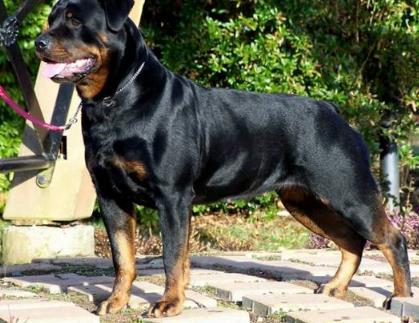 4:罗威纳犬rottweiler(高达6000$)